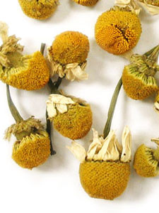 A Brief Introduction to Chamomile Chamomile Tea