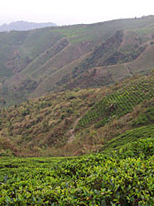 Introduction to First Flush Teas Darjeeling