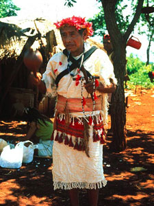 Tea Trends: Yerba Mate Guarani Shaman
