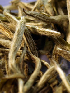 Between the Leaves, October 2007 Silver Needle