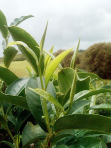 Developments within the world of Oolong Tea buds growing in Moonrise's field in Hawaii