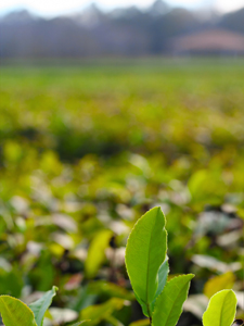 Want to Visit a Tea Estate? No Need for a Passport America's Newest Crop