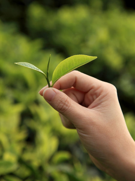 Great Tea Shortage: An Endangered Species