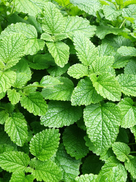 It’s Mint Magic, You Know! Minty Goodness