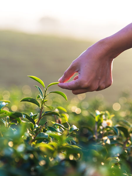 How Do You Know Your Farmers? the pick of the crop