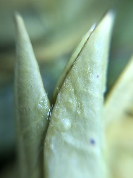 Shi Feng Long Jing by Adagio's new MastersTeas.com closeup of leaves