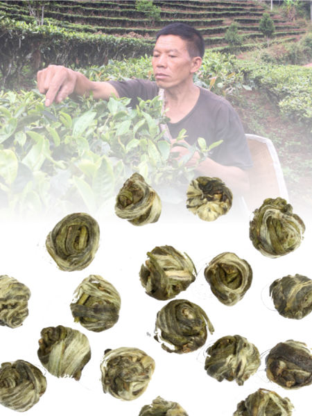 Tea Spotlight: 4 More Fine Masters yin hao long zhu and farmer Wang Ling Hui