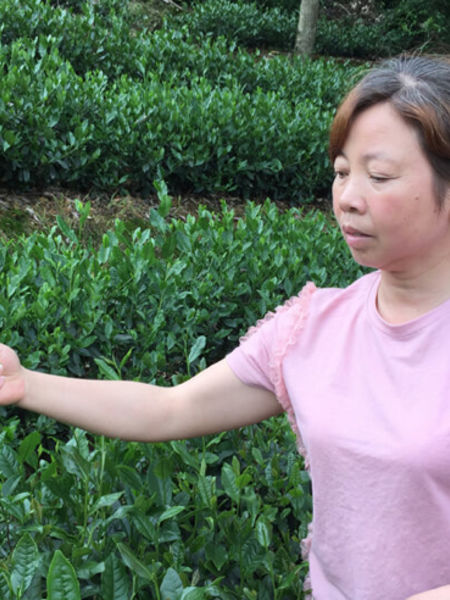 What You Need to Know About Tai Lake Pi Luo Chun Tai Lake Pi Luo Chun, or Bi Luo Chun, consists of young, short, curly leaves with many gorgeous fuzzy buds. It has a dry, sweet aroma of lily and pear. When brewed, the resulting liquor is a pale yellow with light and crisp floral notes, and hints of sweet pea flowers. There is a faint sweet nut note in the finish as well as a lingering apricot.