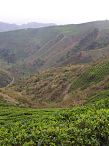 2002: A Year End Review of the Tea Industry
