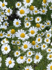 Herbal Teas for Healthy Skin Chamomile flowers