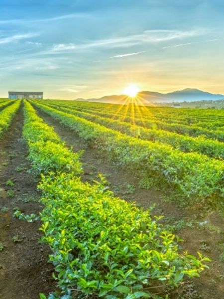 The Facts of Enjoying Hot Tea on a Hot Day Tea Fields