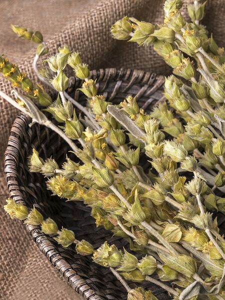 Greek Mountain Tea vs Tea: Health Benefits + more This hardy plant, hailing from the high mountains of the Balkans, has long been a panacea in its region with generations of locals enjoying Greek Mountain Tea or sideritis as healthful herbal tisane.